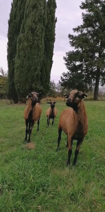 הוילה Vergt Entre Perigueux Et Bergerac מראה חיצוני תמונה